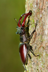 Close-up of the stag beetle  in a forest
