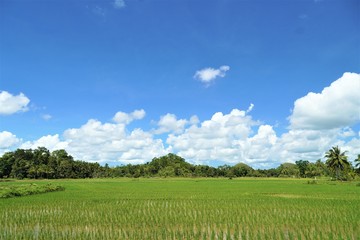 Obraz premium チョコレートヒルズ