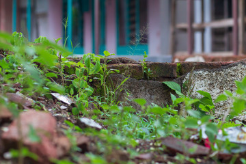 wall abandon green bushes