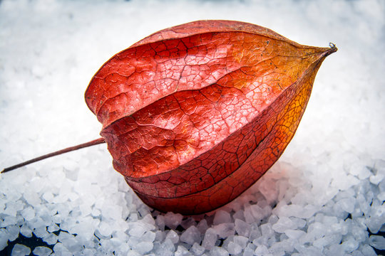 Physalis in the snow. Chinese lantern (Physalis alkekengi) fruit with the red husk.