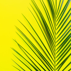 Fototapeta premium Tropical green palm leaf on yellow vivid background. Flat lay, top view
