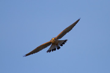 The common kestrel (Falco tinnunculus) in a flight