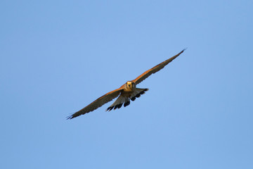 The common kestrel (Falco tinnunculus) in a flight