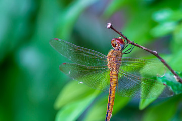 dragonfly on leaf