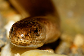 Close-up of the slowworm (Anguis fragilis)
