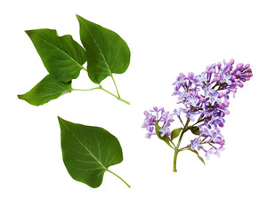 Set of lilac flowers and leaves