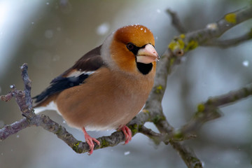 Portrait of the hawfinch (Coccothraustes coccothraustes) on the branch in winter