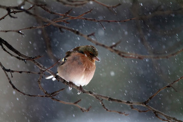 Common chaffinch (Fringilla coelebs) in winter