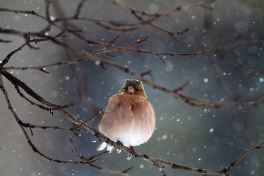 Common Chaffinch (Fringilla Coelebs) In Winter