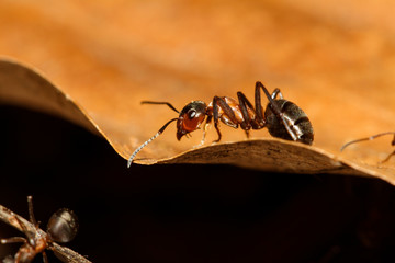 Close-up of the red wood ant, formica rufa in an ant nest