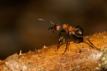 Close-up of the red wood ant, formica rufa in an ant nest