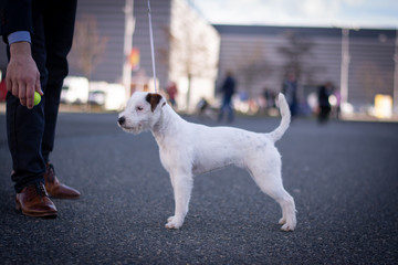 Parson Russell Terrier - Stance