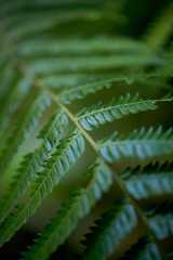 Fern