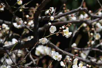 梅の花　白梅
