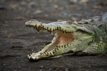 Closeup of an american crocodile