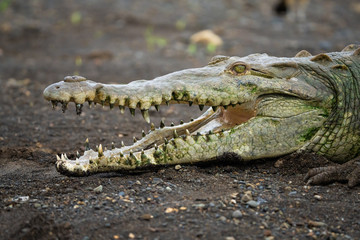 Closeup of an american crocodile