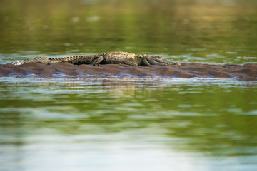 American crocodile on the shore of the Tarcoles river