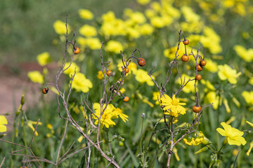 Dry twigs with berries on a background of a field with blooming yellow flowers