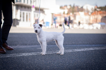 Parson Russell Terrier - Stance