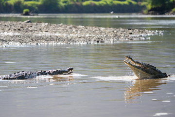 Fototapeta premium Two american crocodiles fighting in the Tarcoles river in Costa Rica