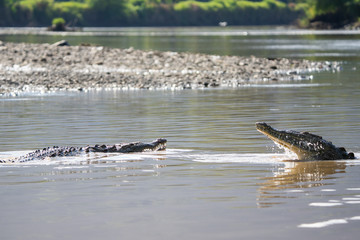 Fototapeta premium Two american crocodiles fighting in the Tarcoles river in Costa Rica