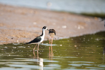 Black-necked stilts on the shore of the Tarcoles river in Costa Rica
