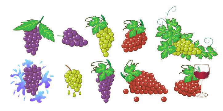 grape vector set collection graphic clipart design