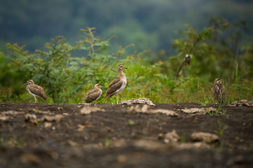 Double-striped thick-knee on a shore of the Tarcoles river in Costa Rica