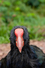 takahe