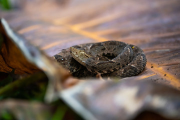 Fer-de-lance on a big dead leaf