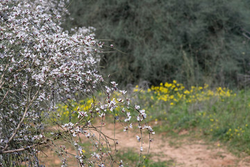 Retama raitam bush with delicate white and pink flowers