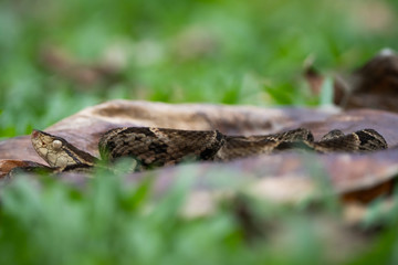 Fer-de-lance on a big dead leaf