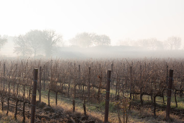 A vineyard field in the middle of mist and fog, with some barely visible trees silhouettes at the...