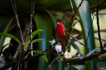 Summer tanager in a tree in Costa Rica
