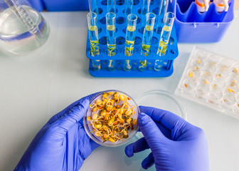Biotechnology and laboratory research on organic plant cultivation.