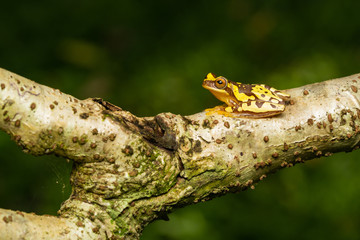 Hourglass tree frog in a tree