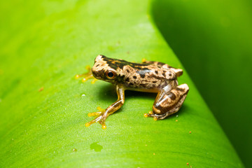 Freshly morphed hourglass tree frog on a leaf