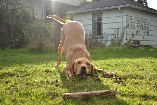 Yellow Lab Playing