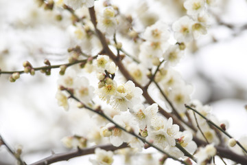 梅の花　白梅