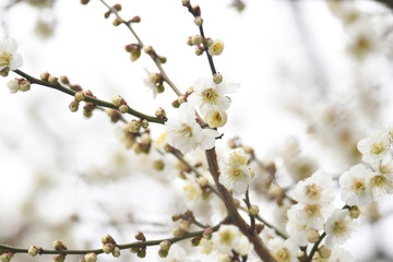 梅の花　白梅