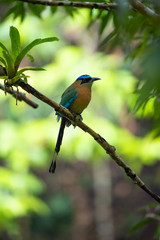 Lesson's motmot in a tree in Carara national park in Costa Rica