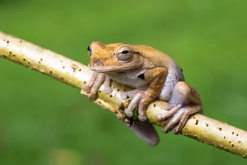 Zelfklevend Fotobehang Mexican tree frog in a tree in the Carara national park in Costa Rica © Thorsten Spoerlein