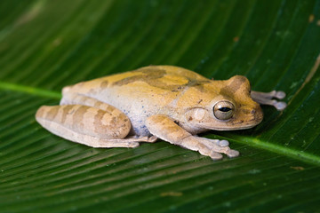 Obraz premium Mexican tree frog on a leaf in the Carara National Park in Costa Rica