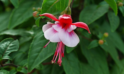Fuchsia flower