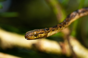 Northern cat-eyed snake in a tree