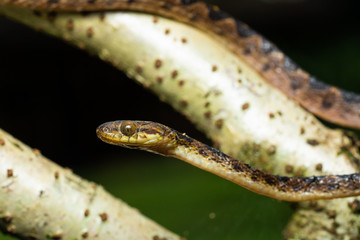 Northern cat-eyed snake in a tree