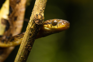 Northern cat-eyed snake in a tree