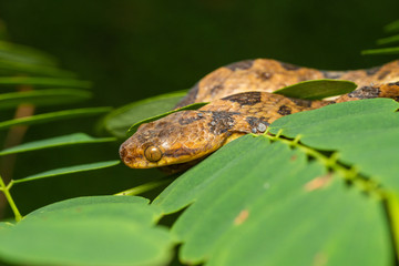 Northern cat-eyed snake in a tree