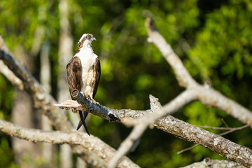 Osprey in a tree above the Tarcoles River in Costa Rica
