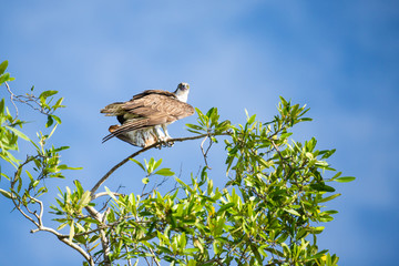 Osprey in a tree above the Tarcoles River in Costa Rica